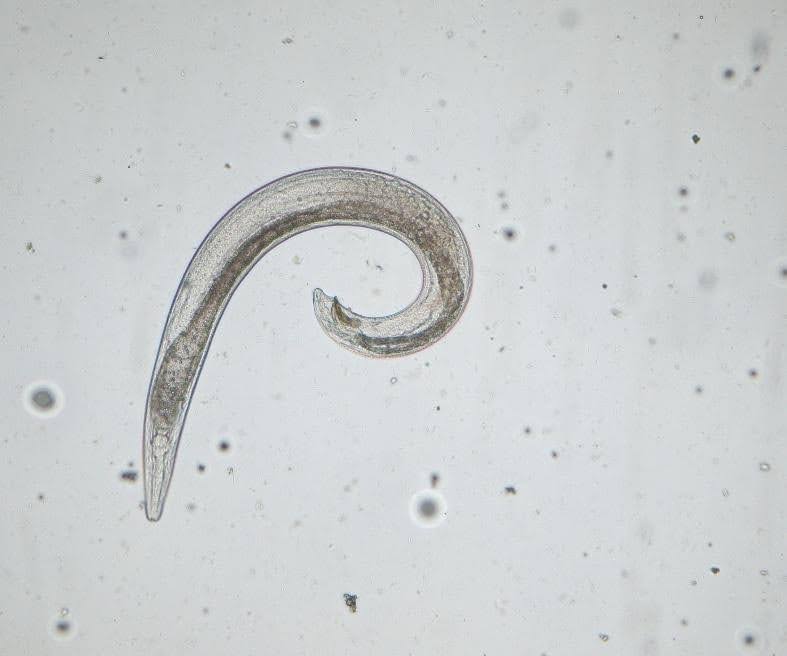 Figure 3. Adult male Steinernema feltiae. Imagine by Kate Anderson.