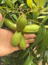 Pecan develop on a regenerative orchard near Salto, Argentina. The visit gave New Mexico growers a firsthand look at sustainable orchard management and production practices within Argentina's growing pecan industry. (Photo courtesy of New Mexico Department of Agriculture)