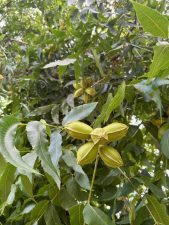 Lakota pecans developing during the critical August and September kernel filling period in Tifton, Georgia. (Photo by Lenny Wells)