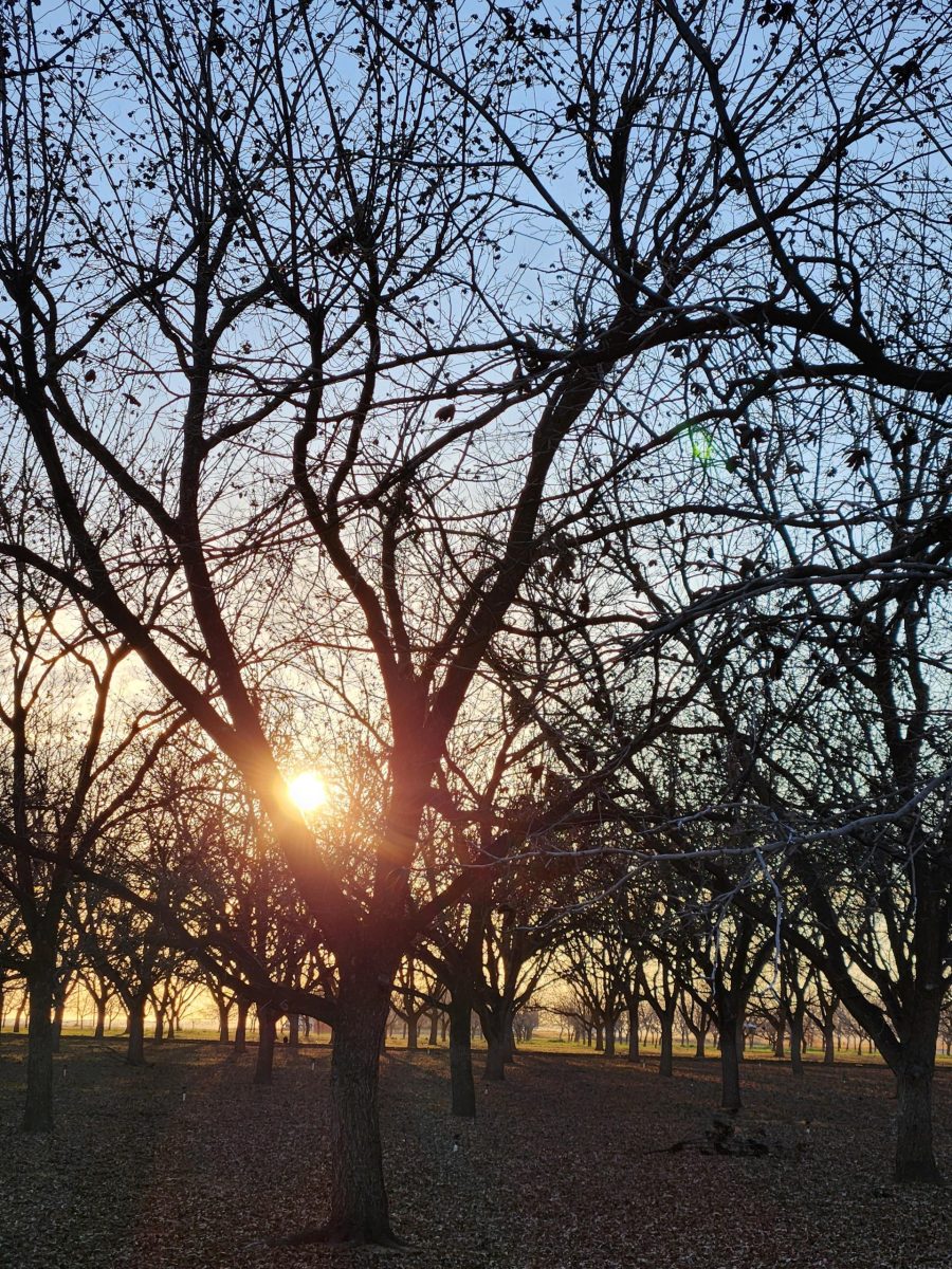 Sun Caught in the Branches Photograph by Holly Matthews