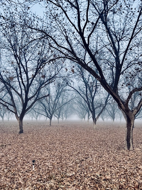 Rows in the Mist Photograph by Benjamin Matthews