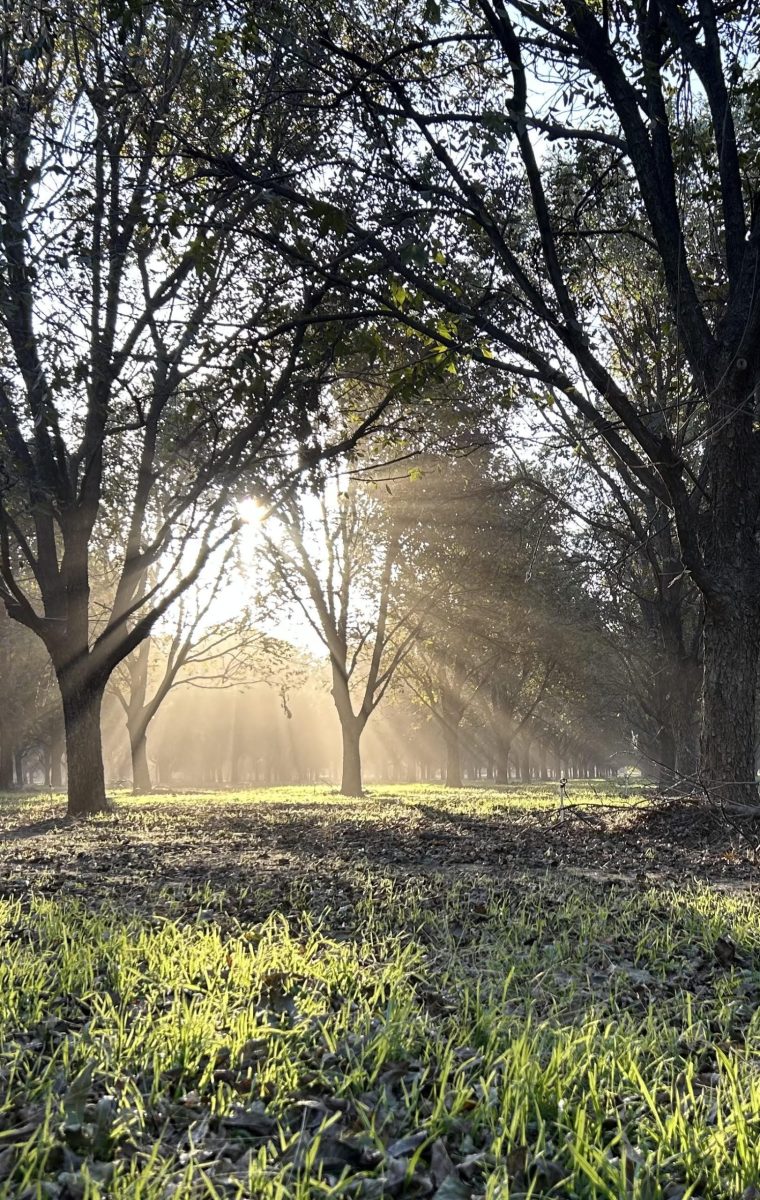 Congratulations to the winner of our Harvest Photo Contest: “A still morning during a busy season.” Captured at Montz Pecan Orchards in Charlie, Texas, and submitted by Jill Montz.