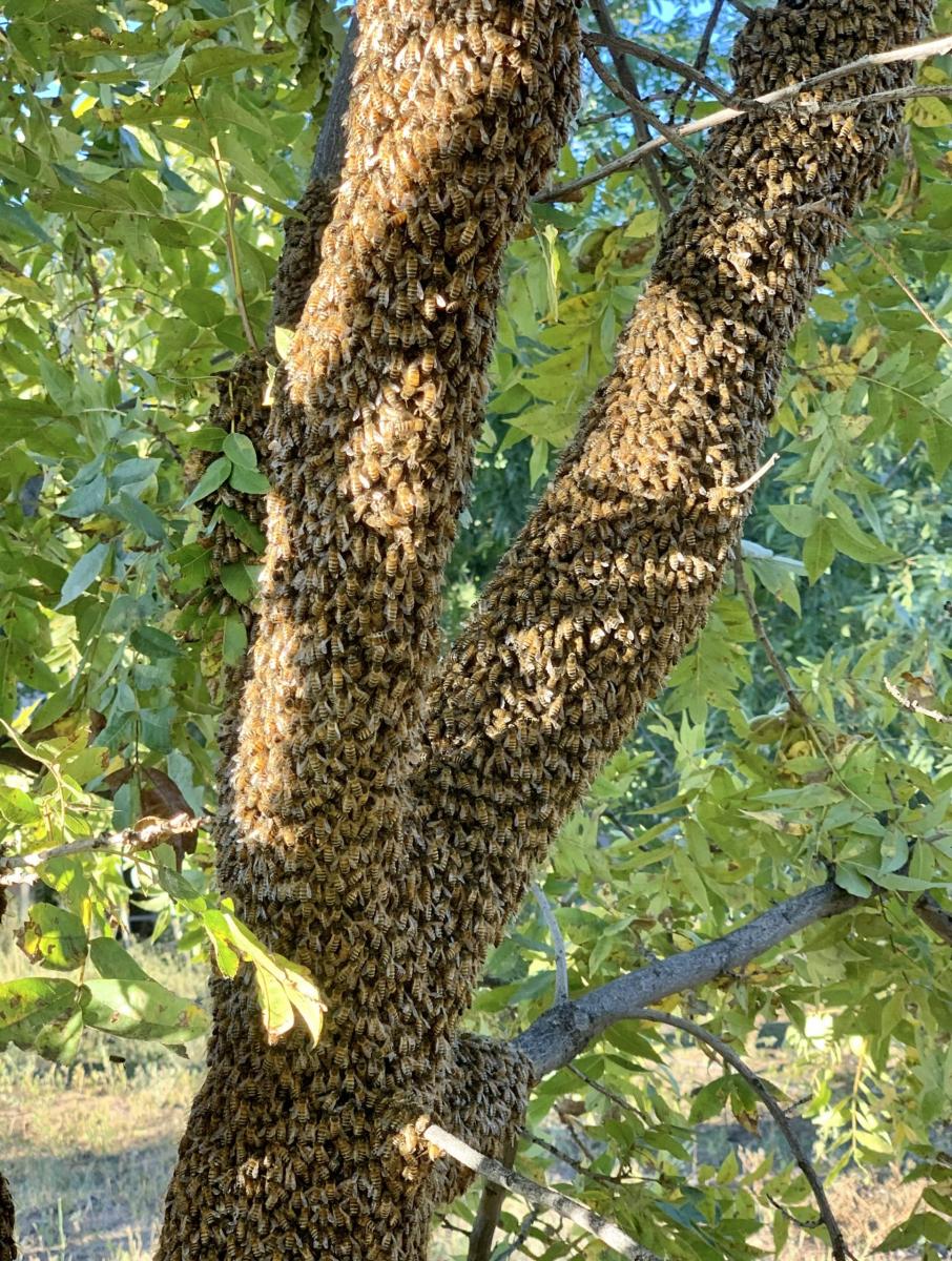 A swarm of bees covers the branches and trunk of a young pecan tree completely.