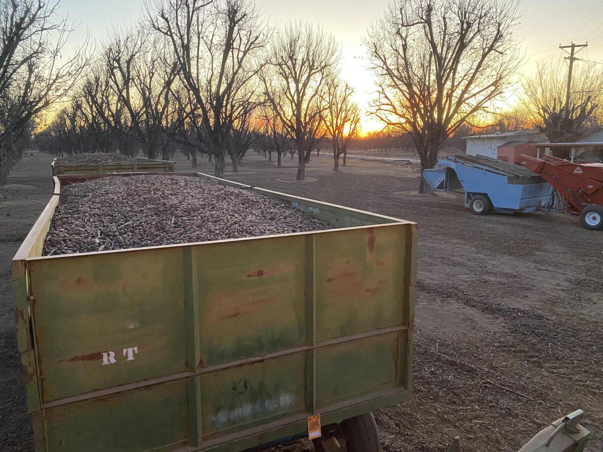 Two truck loads of pecans and other equipment sit parked at the end of rows of dormant pecan trees as the sun sets in the far backgroun.