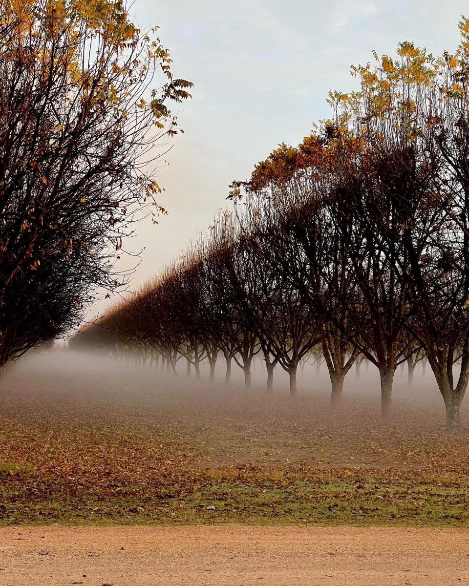 A foggy morning in a pecan orchard in late fall. The trees have spares yellow and orange leaves, and the fog has settled low below the canopy.