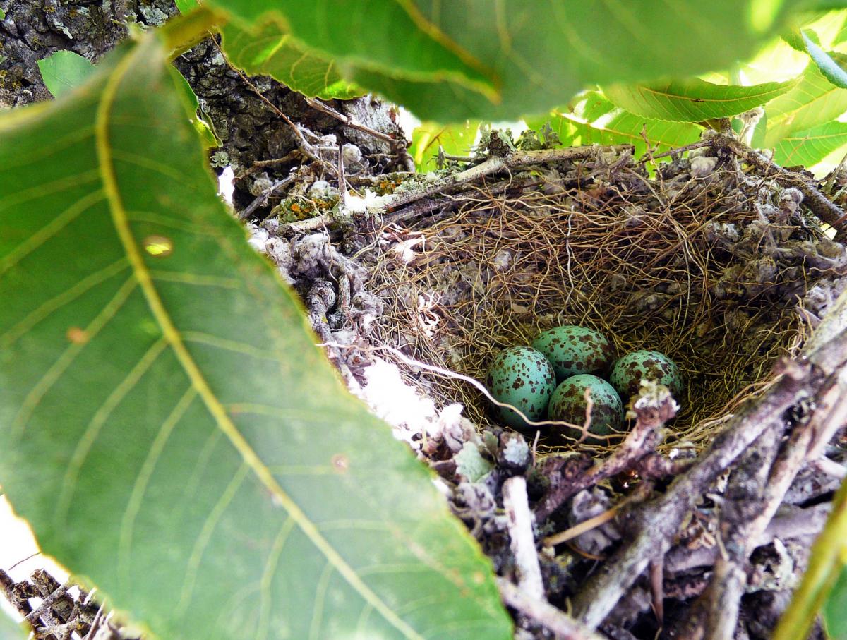 A bird's nest with speckled baby blue eggs sits in the branches of a young pecan tree.