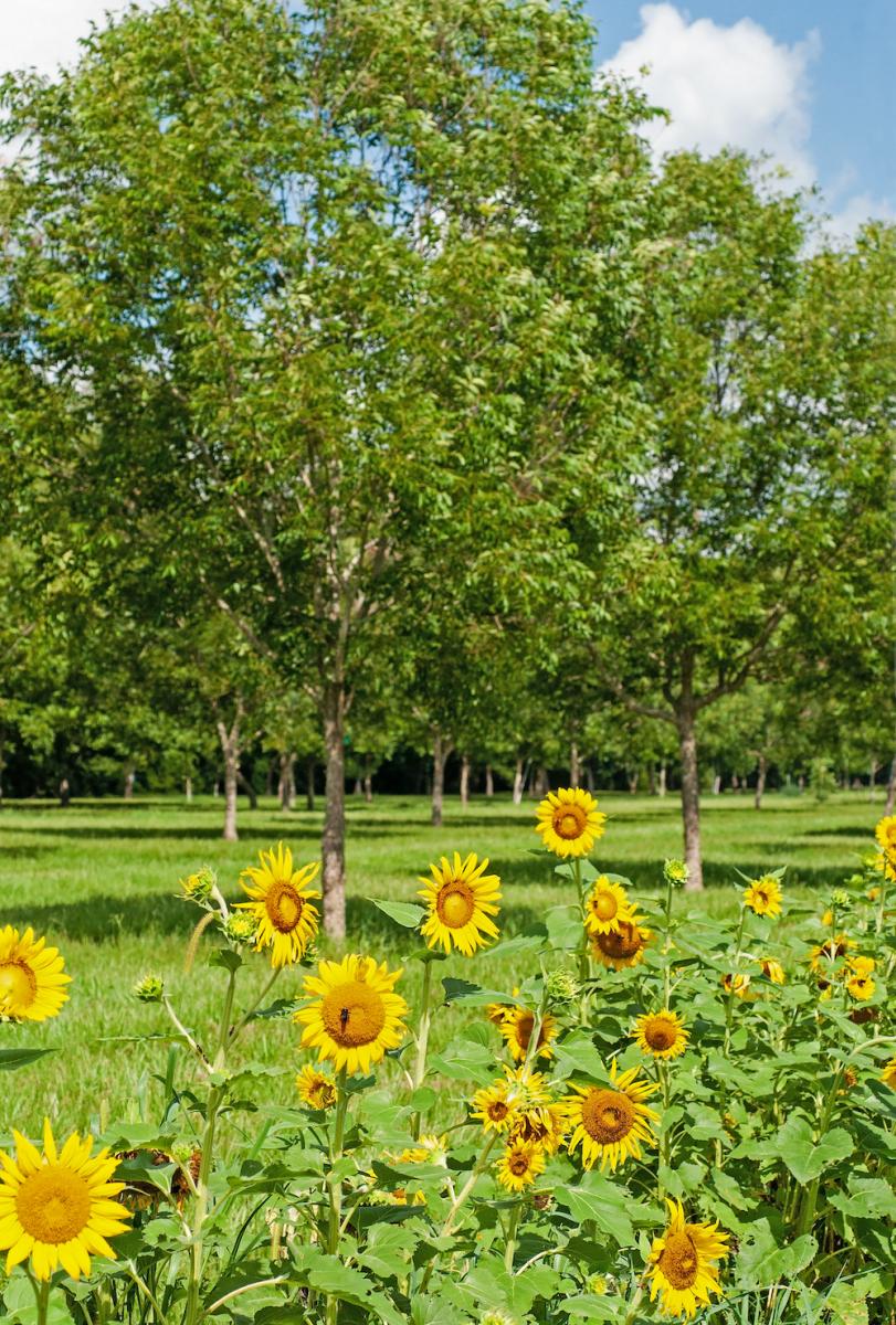 A row of bright yellow sunflowers line the front of a pecan orchard in late summer.