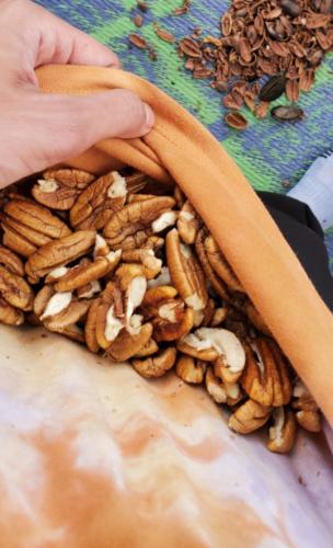 Shelled pecans held in a makeshift pocket in the hem of a sweatshirt.