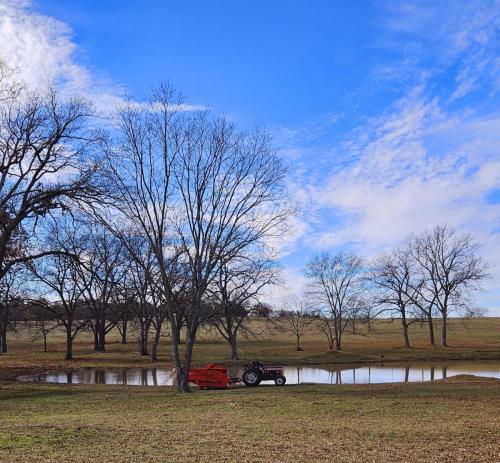A farmer drives a tractor with a red harvester attached to the back by a native pecan tree next to a pond. The harvester spits out debris and pops as it goes.