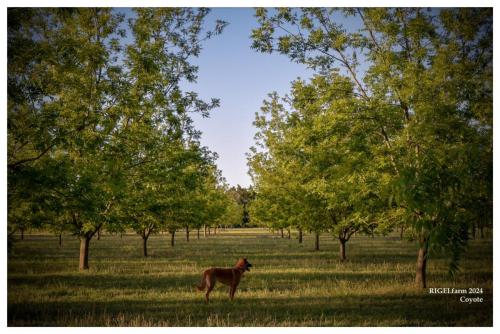 A coyote stands between tree rows at a pecan orchard.