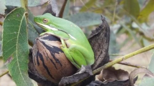 A green frog sits on top of a pecan.