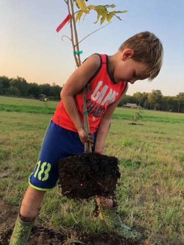 A young boy plants a pecan tree.