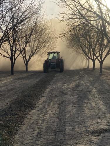 A tractor kicks up dust during harvest at a pecan orchard.