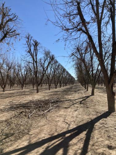 Limbs scatter the orchard floor and the dormant pecan trees show fresh cuts.