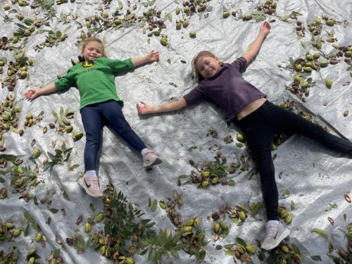 Two children make "snow angels" on a tarp covered in pecans during harvest.