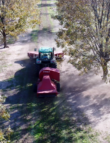 A tractor and attachable sweeper and harvester move through a pecan orchard after harvest. 