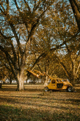 A yellow tree shaker latches onto a branch and sends vibrations through a pecan tree. Pecans rain down from above.