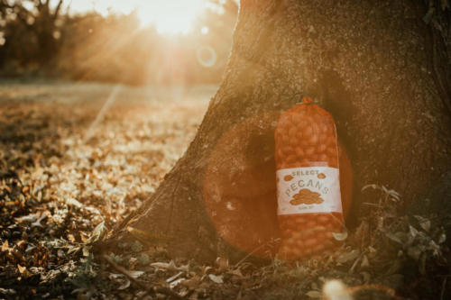 A bag of inshell pecans leans against a large tree as the sun sets and casts a golden hue over the orchard.