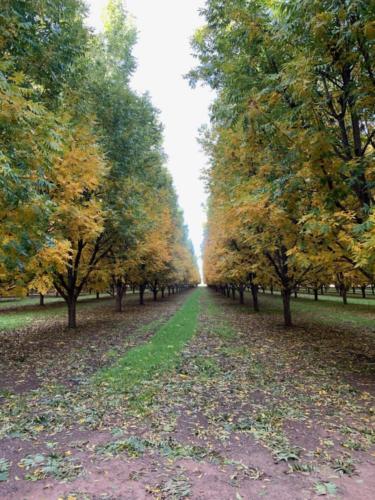 Two rows of mature pecan trees show signs of fall with their golden and orange leaves.