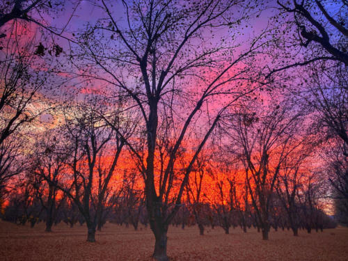 The sky paints a pink and purple backdrop to a dormant pecan orchard.