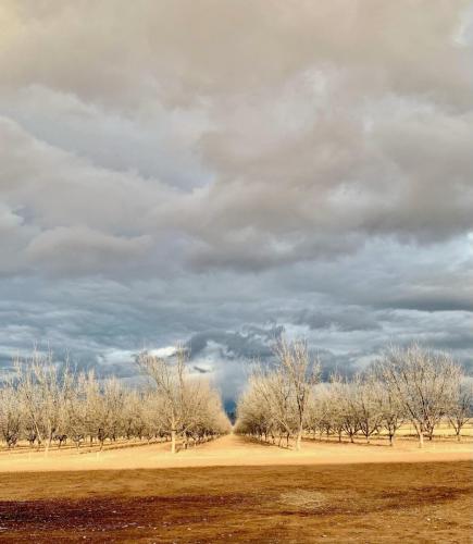 A lightning storm lights up a dormant pecan orchard on a cloudy day.