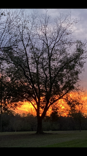 The sun sets in the far background of a lone pecan tree. The setting sun casts the sky in oranges and yellows like a fire.