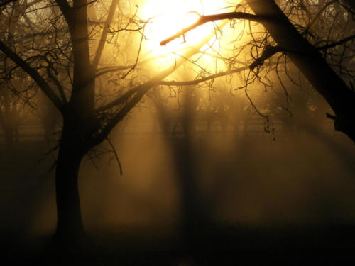 Sunlight filters through the dust that covers a dormant orchard post-harvest.