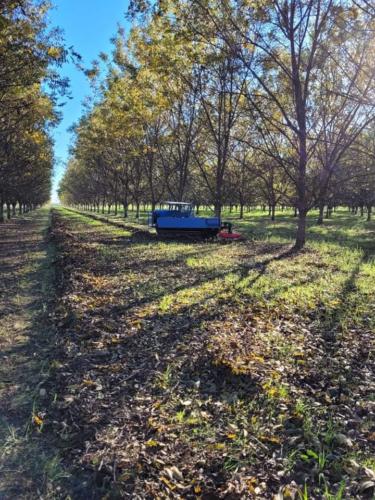 A tree shaker approaches trees in a mature pecan orchard.