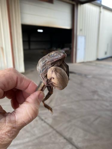 A mummified frog on an inshell pecan.