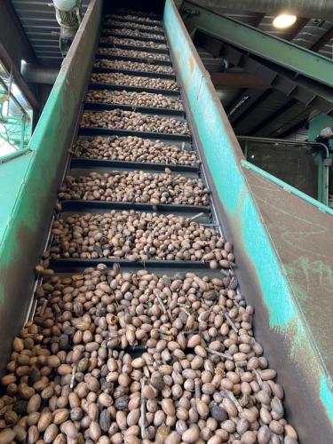 Inshell pecans travel up a sorting machine.