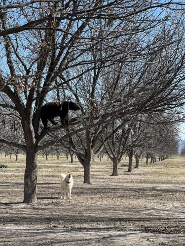 A white dog barks up at a black bear as it walks across a branch in a dormant pecan tree.