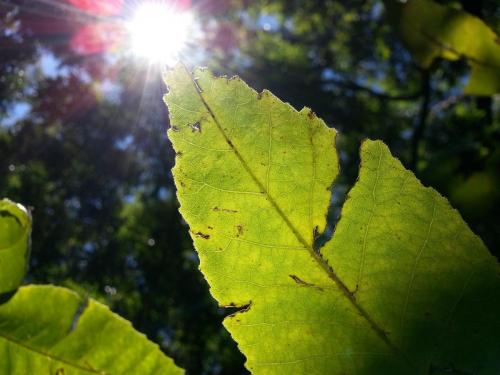 Sunlight shines through the tip of a bright green leaf.