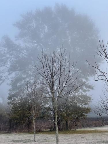 A large tree cloaked in fog grows behind a row of young pecan trees.