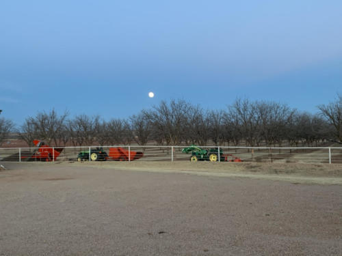 A full moon hangs over a dormant pecan orchard.