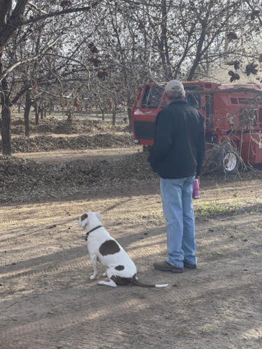 A man and his dog watch a pecan harvester run through a dormant orchard.