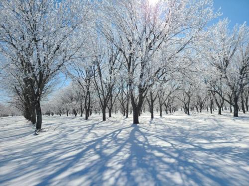Snow drapes a dormant pecan orchard.