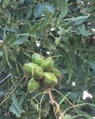 A large nut cluster hangs off of a mature pecan tree before shucksplit.