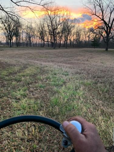 The sun sets on an orchard as a pecan farmer drives through his orchard.