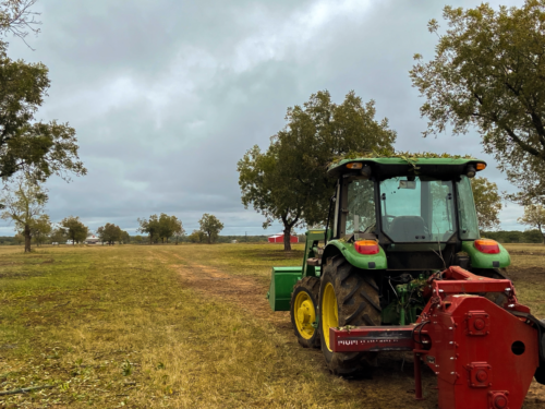 A green tractor with an attachable tree shaker drives through rows of young pecan trees.
