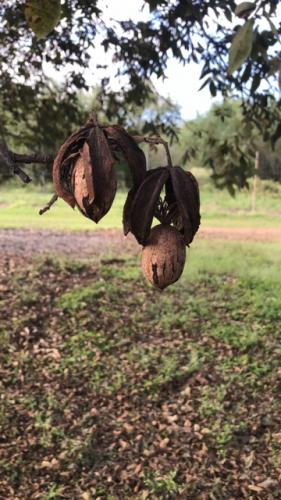 Mature inshell pecans with dried shucks hang from a branch.