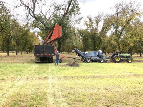 A pecan harvester dumps inshell pecans into a truck, while a man walks around and inspects its progress.