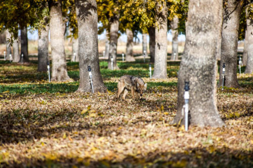 A coyote slinks through a pecan orchard in the fall.