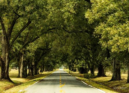 Rows of mature pecan trees border a road in Arkansas. Their dark green canopies stretch across the road forming an arch.