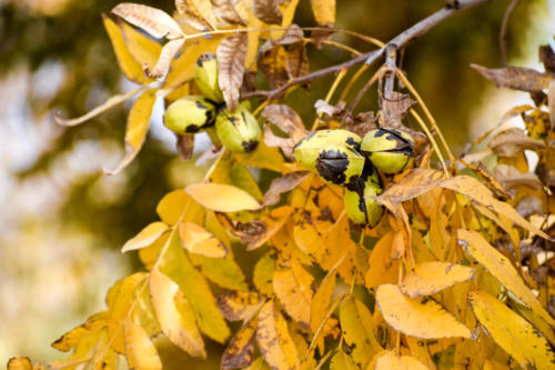 A light green nut cluster with black scab spots hangs from a branch with yellow and orange leaves.