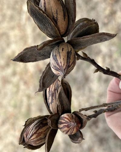 Two inshell pecans with dried shucks on the end of a thin branch.