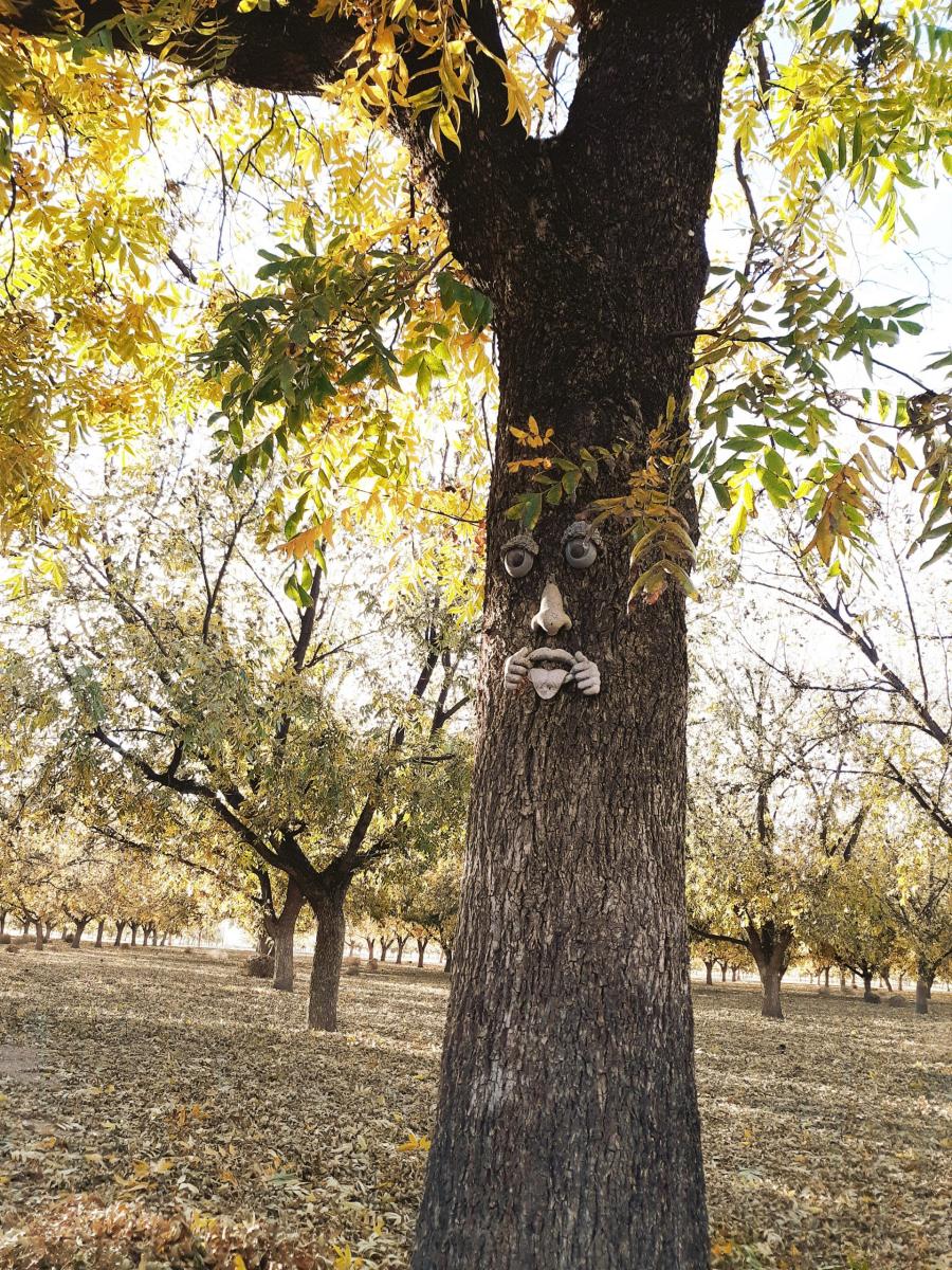 A pecan tree with a silly clay face attached to its trunk.