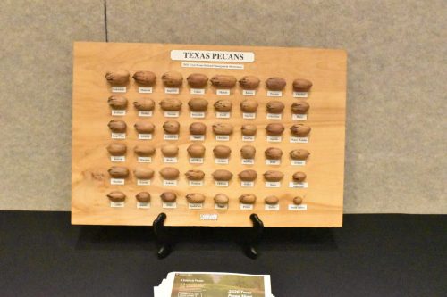 Known Variety of Texas Pecans 