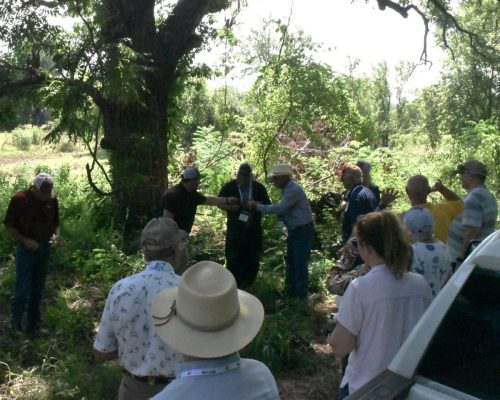 Nestled along the picturesque Red River, we will visit a native pecan orchard boasting sprawling trees and beautiful landscapes. This 100+ acre orchard is owned by winemaker Bob Landon, owner of Landon Winery.