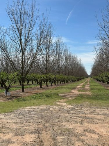 Peach Pecan Trees